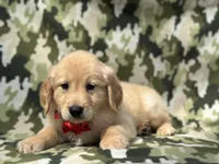 Simba, a male Golden Retriever for sale in Lakeland, FL – Photo 7 of 10