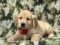 Simba, a male Golden Retriever for sale in Lakeland, FL – Photo 3 of 10