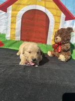 Simba, a male Golden Retriever for sale in Lakeland, FL – Photo 2 of 10