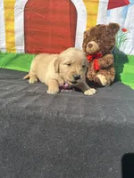 Simba, a male Golden Retriever for sale in Lakeland, FL – Photo 1 of 10