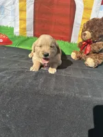 Simba, a male Golden Retriever for sale in Lakeland, FL – Photo 10 of 10