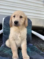 Simba, a male Golden Retriever for sale in Lakeland, FL – Photo 6 of 10