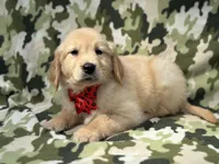 Simba, a male Golden Retriever for sale in Lakeland, FL – Photo 10 of 10