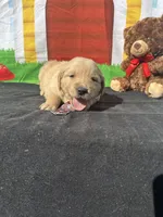 Simba, a male Golden Retriever for sale in Lakeland, FL – Photo 7 of 10