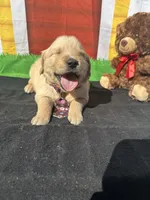 Simba, a male Golden Retriever for sale in Lakeland, FL – Photo 6 of 10