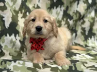 Simba, a male Golden Retriever for sale in Lakeland, FL – Photo 8 of 10