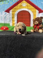 Simba, a male Golden Retriever for sale in Lakeland, FL – Photo 9 of 10