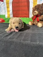 Simba, a male Golden Retriever for sale in Lakeland, FL – Photo 8 of 10