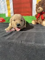 Simba, a male Golden Retriever for sale in Lakeland, FL – Photo 5 of 10