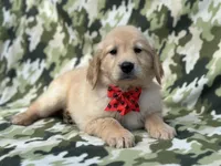 Simba, a male Golden Retriever for sale in Lakeland, FL – Photo 9 of 10