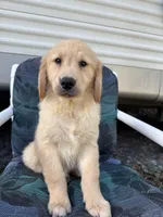 Simba, a male Golden Retriever for sale in Lakeland, FL – Photo 4 of 10