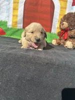 Simba, a male Golden Retriever for sale in Lakeland, FL – Photo 3 of 10