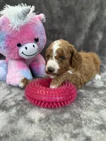 Blossom 371, a female Aussiedoodle and Poodle - Miniature  for sale in Lakeland, FL – 6 of 10