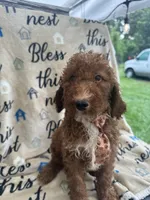 Reece -121, a male Labradoodle and Poodle - Standard  for sale in Lakeland, FL – 8 of 10