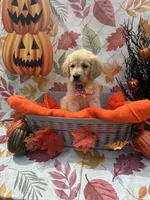 Bridgette 579, a female Golden Retriever for sale in Lakeland, FL – 10 of 10