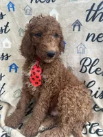 Rusty - 323, a male Labradoodle and Poodle - Standard  for sale in Lakeland, FL – 6 of 10