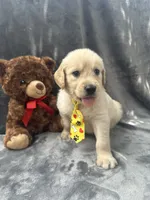 Sammy - 191, a male Golden Retriever for sale in Lakeland, FL – 8 of 10