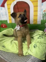 Kashi 380, a female Belgian Malinois and German Shepherd Dog for sale in Lakeland, FL – 6 of 10