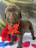 Sophie  - 337, a female Labradoodle and Poodle - Standard  for sale in Lakeland, FL – 10 of 10