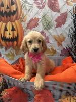 Brooklyn 572, a female Golden Retriever for sale in Lakeland, FL – 9 of 10