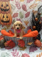 Brooklyn 572, a female Golden Retriever for sale in Lakeland, FL – 10 of 10