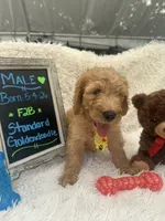 Tyson -324, a male Goldendoodle and Poodle - Standard  for sale in Lakeland, FL – 7 of 10