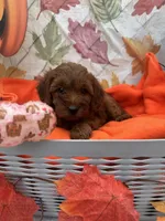 Nessa #375, a female Poodle - Miniature  and Miniature Goldendoodle for sale in Lakeland, FL – 2 of 9