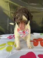 Suzzie - 331, a female Labradoodle and Poodle - Standard  for sale in Lakeland, FL – 2 of 10