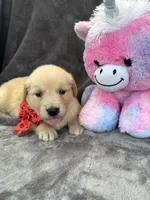 Brielle 574, a female Golden Retriever for sale in Lakeland, FL – 9 of 10