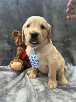 Bruno -195, a male Golden Retriever for sale in Lakeland, FL – 4 of 10