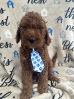 Chip, a male Labradoodle and Poodle - Standard  for sale in Lakeland, FL – 4 of 10