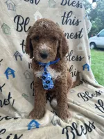 Charlie- 126 , a male Labradoodle and Poodle - Standard  for sale in Lakeland, FL – 7 of 10