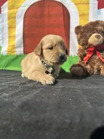 Stanley, a male Golden Retriever for sale in Lakeland, FL – Photo 1 of 10