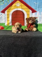 Stanley, a male Golden Retriever for sale in Lakeland, FL – Photo 10 of 10