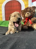 Stanley, a male Golden Retriever for sale in Lakeland, FL – Photo 5 of 10