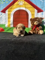 Stanley, a male Golden Retriever for sale in Lakeland, FL – Photo 9 of 10