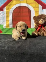 Stanley, a male Golden Retriever for sale in Lakeland, FL – Photo 8 of 10