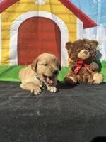 Stanley, a male Golden Retriever for sale in Lakeland, FL – Photo 4 of 10