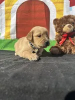 Stanley, a male Golden Retriever for sale in Lakeland, FL – Photo 2 of 10