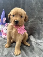 Betsy -194, a female Golden Retriever for sale in Lakeland, FL – 6 of 10