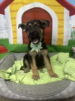 Kinsea 384, a female Belgian Malinois and German Shepherd Dog for sale in Lakeland, FL – 4 of 10