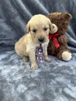 Baxter 570, a male Golden Retriever for sale in Lakeland, FL – 7 of 10