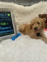Timmy -427, a male Goldendoodle and Poodle - Standard  for sale in Lakeland, FL – 10 of 10