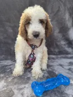 Duke 391 F1b, a male Goldendoodle and Poodle - Miniature  for sale in Lakeland, FL – 9 of 10