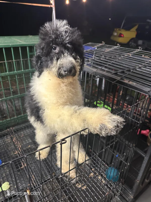 Mystic  429 – Poodle - Miniature , Bernedoodle puppy for sale in Lakeland, FL