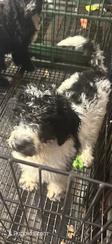 Mystic  429 – Poodle - Miniature , Bernedoodle puppy for sale in Lakeland, FL