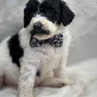 Mystic  429, a female Bernedoodle and Miniature Bernedoodle for sale in Lakeland, FL – Photo 1 of 10