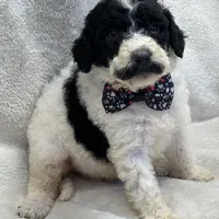 Mystic  429, a female Bernedoodle and Miniature Bernedoodle for sale in Lakeland, FL – Photo 10 of 10