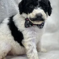 Mystic  429, a female Bernedoodle and Miniature Bernedoodle for sale in Lakeland, FL – Photo 4 of 10