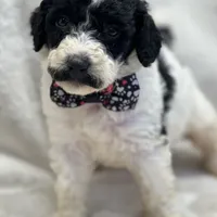 Mystic  429, a female Bernedoodle and Miniature Bernedoodle for sale in Lakeland, FL – Photo 7 of 10